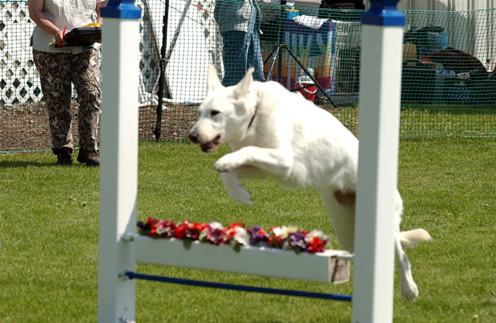 ky_agility_in_flatrock_019