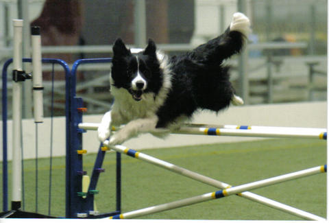 Sonny agility