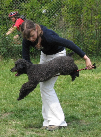 dogdancing5