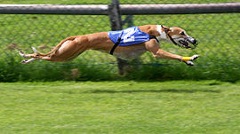 270px-Greyhound_Racing_2_amk