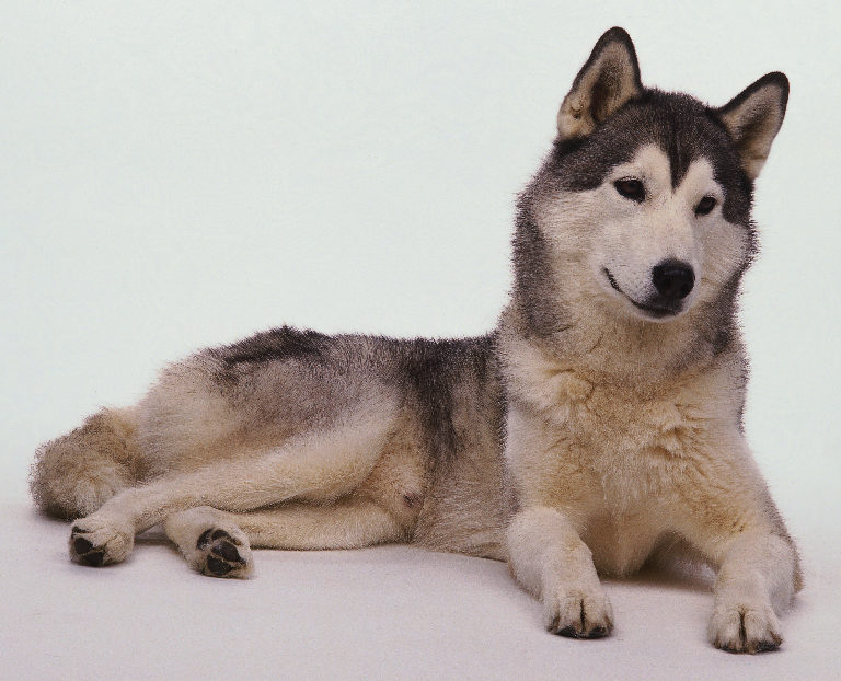 husky